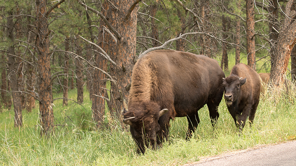 Bison