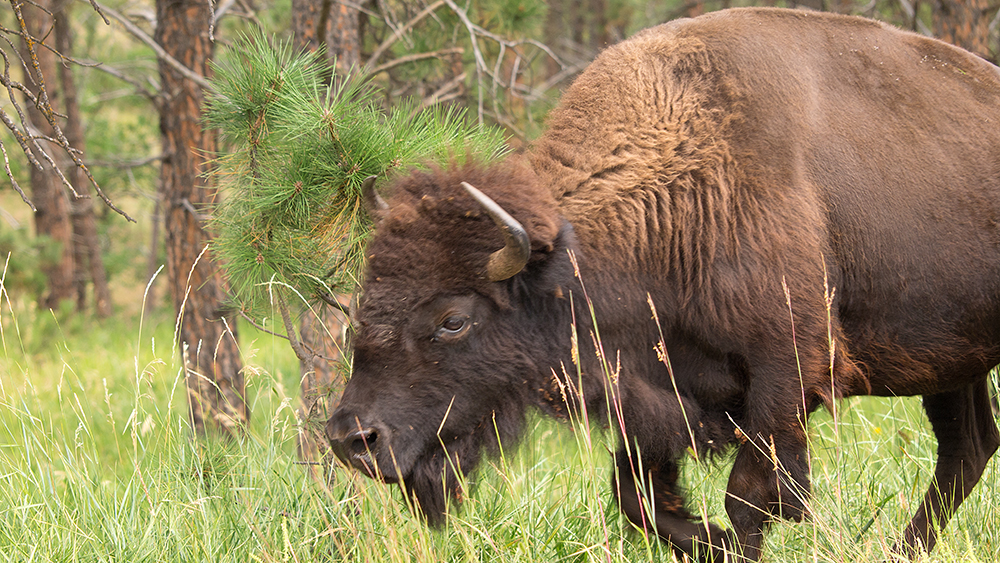 Bison