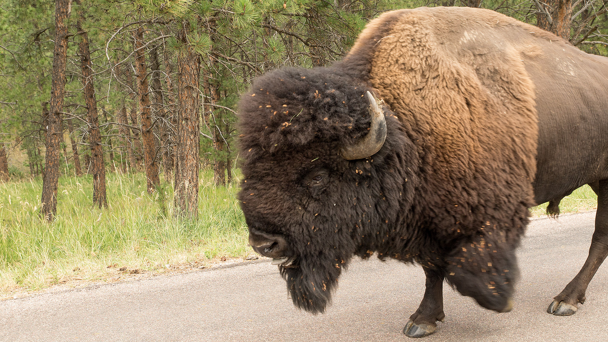 Bison