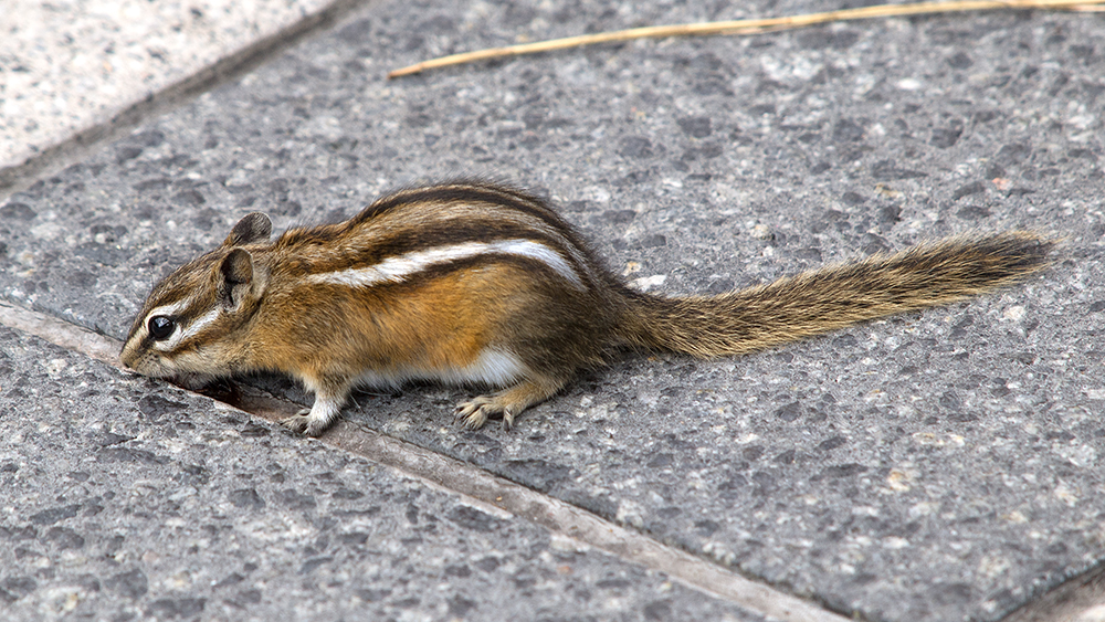 Chipmunk